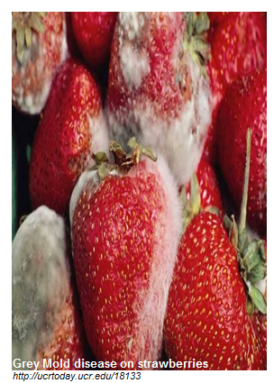 strawberry